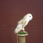 IMGP0848