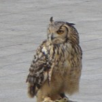 IMGP0893